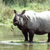 9. Яванский носорог Яванский носорог - крупное млекопитающее семейства