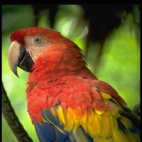 10 историй из жизни попугаев