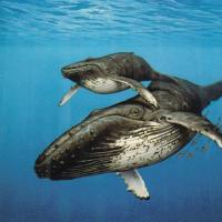 10 фактов о китах.
