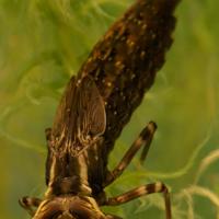 Личинка стрекозы