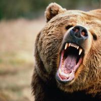 В Бурятии в течение месяца разрешат охоту на бурого медведя.