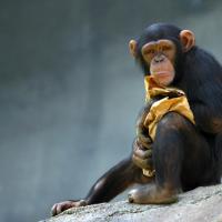 Человек отличается от шимпанзе не генами, а их...