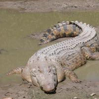 крокодил гребнистый (crocodylus porosus)