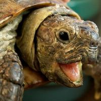 гигантская черепаха, giant dome-shapped tortoise...