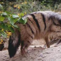 Земляной волк (Proteles cristatus) Aardwolf Названия: земляной волк...