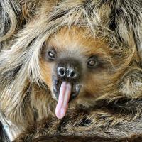 25. Маленький ленивец показывает язык в зоопарке...