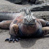 Игуана морская Ящерицы.  Виды ящериц, фото и описание.