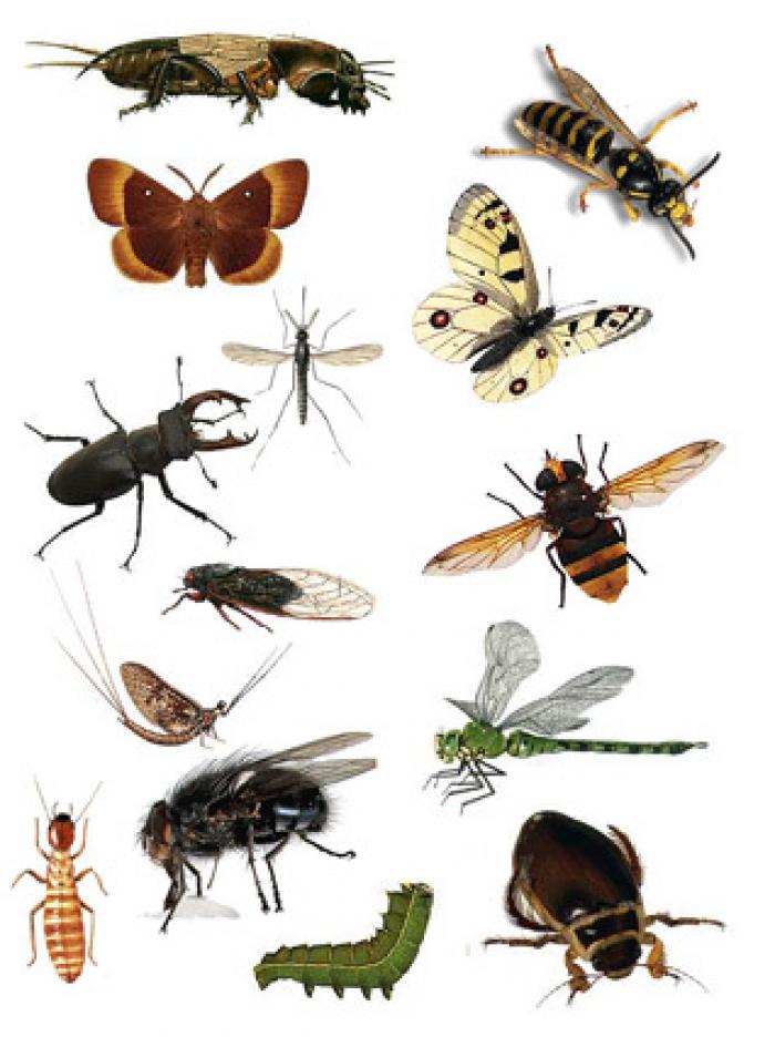 Насекомые и жуки для детей- фото и видео - Насекомые - Природа вокруг нас